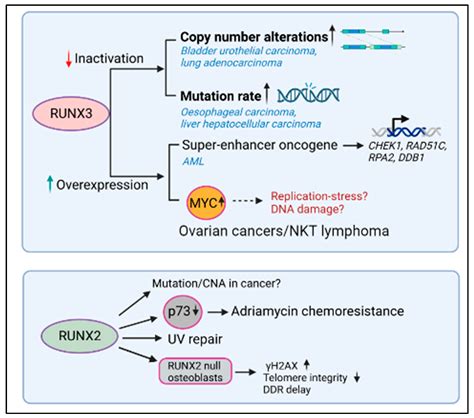 runx bet|The RUNX family: developmental regulators in cancer .